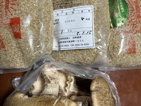 【新米】【おまけ付】令和５年　新潟県産コシヒカリ　反町の【発芽前玄米】はとても食べやすいですよ（３㎏）