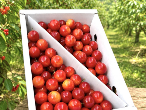 【佐藤錦】さくらんぼ 山形県東根産 700g L.2L 秀・特秀品 バラ詰め