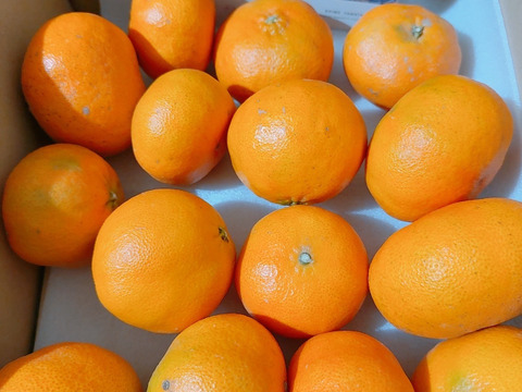 冬ギフト  発送開始】甘平3kg ご家庭用：愛媛県産のみかん・柑橘類｜食べ 果物