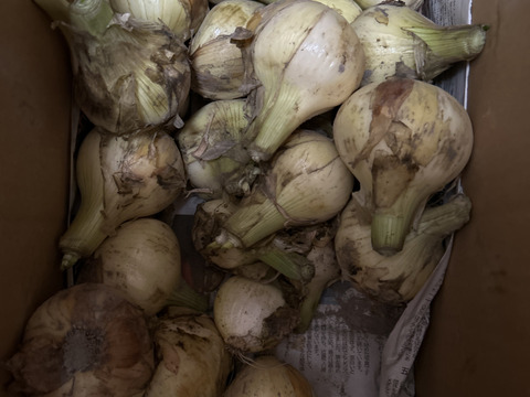 【訳あり】淡路島新玉ねぎ10kg【祝!3年連続金賞🏆】