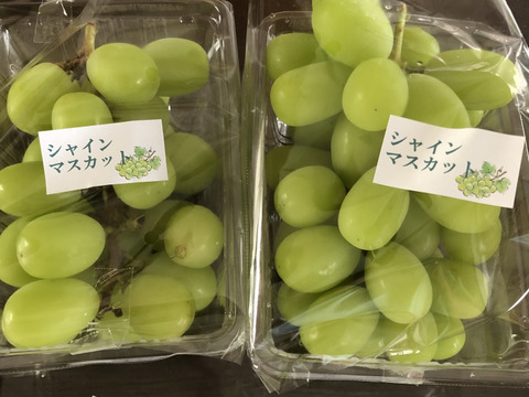 毎年大人気のご家庭用・山梨県産シャインマスカット1㎏