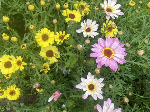 【カラフルなマーガレット20本】癒しと見ているだけで元気が出るハッピーブーケです。マーガレットは見た目が可愛いだけじゃなく、花もちが良いのも魅力。