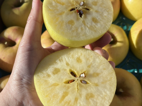 《予約商品》１１月上旬  訳あり ぐんま名月  3キロ箱 7～11玉 長野県産