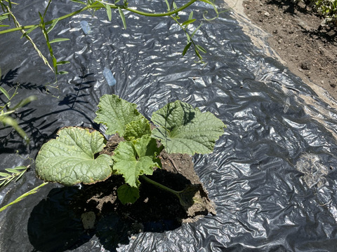 【和製メロン】ほんのり上品な甘味　オーガニックマクワウリ　3個セット（1.5kg・サイズ混合）