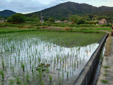 自然栽培米　一厘（いちりん）　Ｓ　玄米１０ｋｇ１袋
