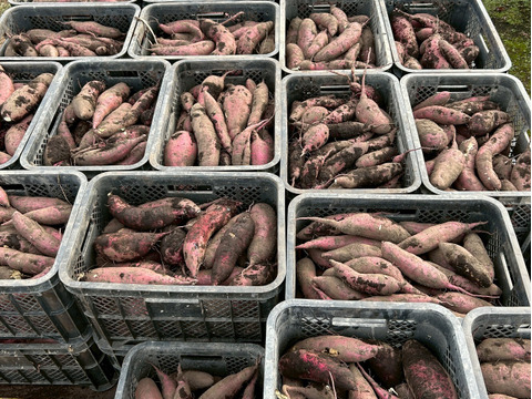 『ほしいも』サービス品　180g×4袋セット