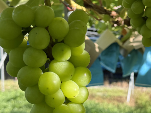 フルーツ大国和歌山よりお届け！朝採れシャインマスカット(家庭用)　約1.5キロ　4〜7房