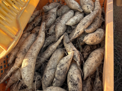 今話題の白いサツマイモ「きみまろこ」
上品な甘さとまろやかな口ざわり
2キロ入り大きめサイズミックス