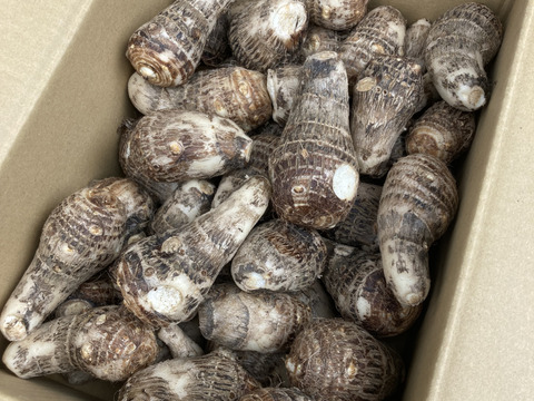 とれたて里芋2kg【栽培期間中農薬不使用】