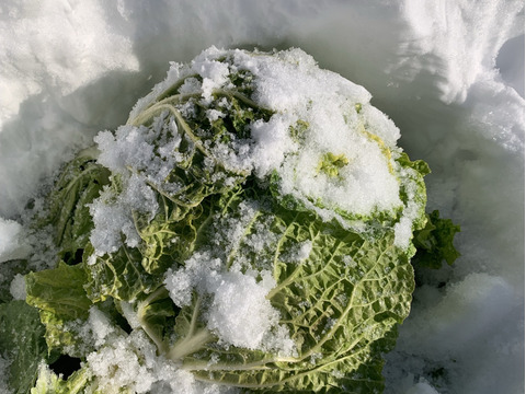 【雪中野菜セット】あまい、雪中白菜・雪中大根。