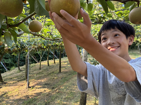 夏到来！ 梨で水分チャージ！ 幸水3キロ 6~9個入り大玉
