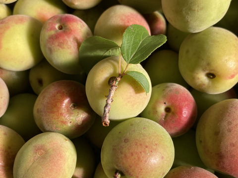 ⭐️高知産自然農⭐️桃みたいな梅小〜中サイズ🍑ほぼ木で熟れてます💕2キロ