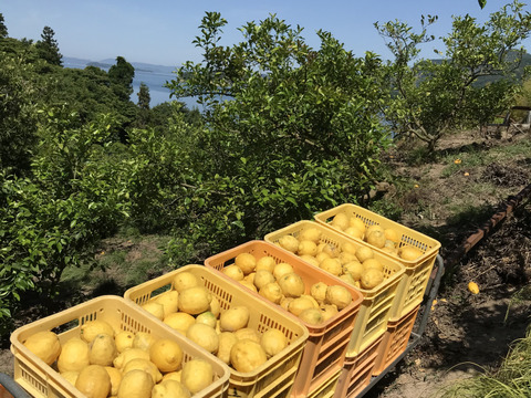 皮ごと安心！エビス農園の無人島育ち【小玉でも果汁しっかり】オーガニックレモン（1㎏）
