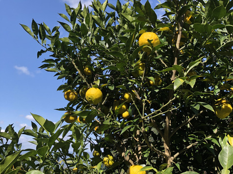 農薬不使用柚子（7〜8ｋg）と銀杏2kネット入りセット傾斜地農法で世界農業遺産に認定　ゆず