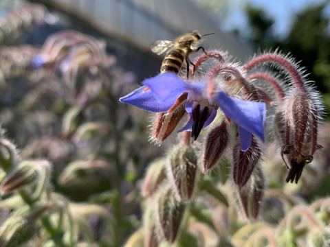 Unzen Pure Honey【にほんみつばちのはちみつ】