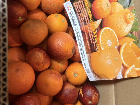 訳ありブラッドオレンジ5㎏