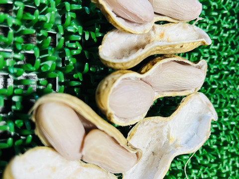 ☆生落花生「おおまさり」横浜市内産「約800g」この時期限定商品！