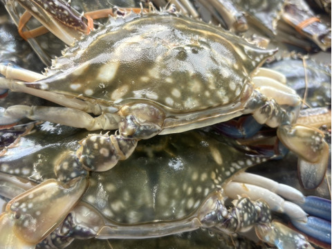 【浜名湖産】茹で湖宝蟹(本渡り蟹)１杯約200～500ℊ詰め合わせて1kg