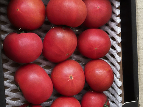 【北海道産】🍅樹上熟3段採り🍅桃太郎トマト4kg（2kg箱× 2） 〈訳あり品〉