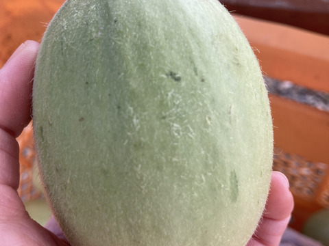 摘果メロン（4キロ)