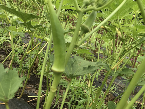 わんぱく農法で作った‼️甘々ネバネバ丸オクラ(600g)