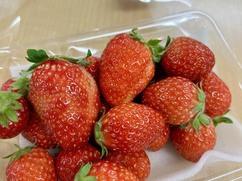 【規格外】お得に味の食べ比べ！いちご3品種4Pセット♪200g×4P