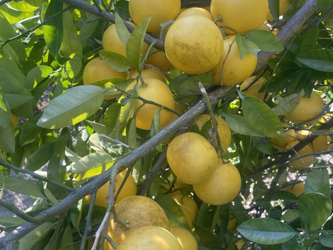 国産グレープフルーツ　(防カビ剤、防腐剤、ワックスなど不使用)  摘果してないので、サイズバラバラ 箱込み約3.8キロ以上 　酸っぱいです‼