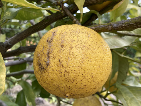 無・ベルガモット C級　1.8kg