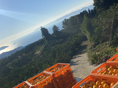 【冬の味覚・コク甘みかん❗️】愛媛県産みかん　10kg 大玉（ご家庭用）
