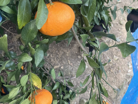 愛媛県産 訳あり甘平5kg