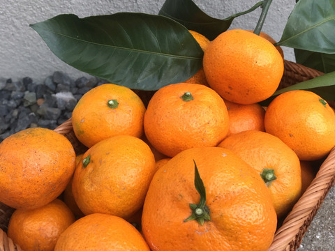 こだわりの早生みかん◆果汁たっぷり！◆
9㎏