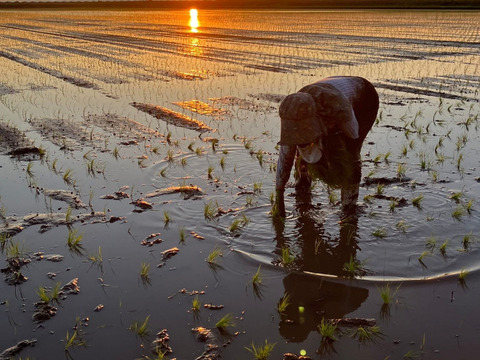 ☆初出品☆福岡県柳川市産【豊循米】令和７年度新米予約スタート　無洗米　2kg　ひのひかり