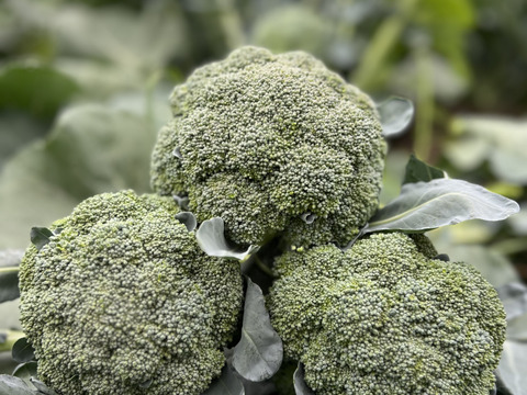 朝採り旬野菜セット(８０サイズ)