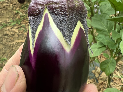 りんごあめなす　【大弘水茄子】　16個　〜新潟と大阪を繋ぐ架け橋〜