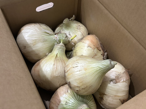 大きい3.8kg🧅新玉ねぎ🧅淡路島極熟玉葱　今が旬‼️ 特別栽培農産物　シャーロットオニオン