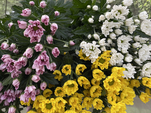 【40ｃｍ飾りやすい】仏花用スプレーマム（菊）花束4束セット