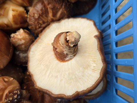 ★原木しいたけ　訳あり品　1.5キロ　高級品種