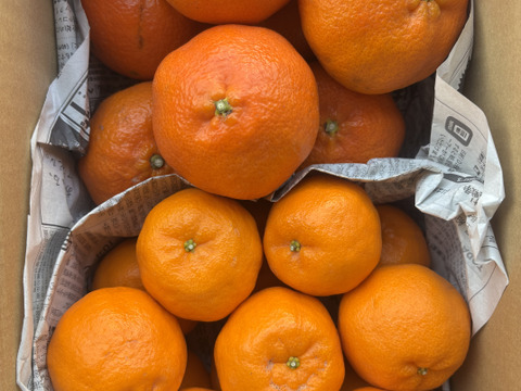 【食べ比べ】柑橘の王様　甘平とポンカン　3ｋ箱　除草剤使用無　万田酵素散布