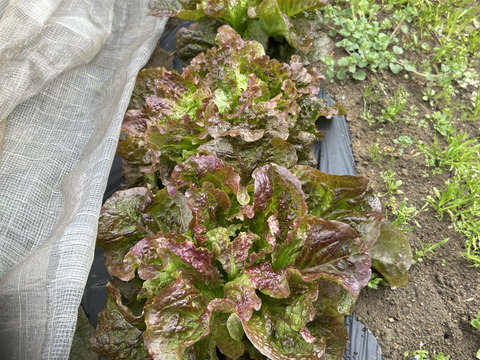 ワイン色のレタス(ルージュ　グルノーブル)80サイズ