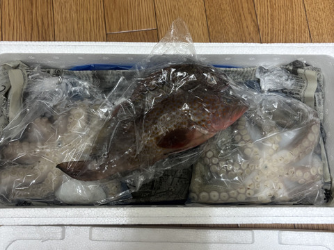 小蛸　（水揚げ時重量0.4～0.6kg/１杯）×2匹　　一番美味しいサイズ