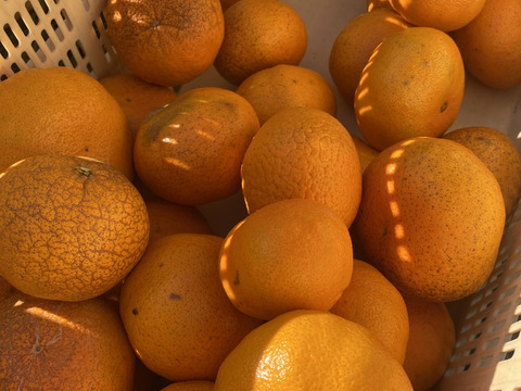 【規格外】【加工用】暴れん坊の甘平、見た目は荒れても味は嘘をつかない  加工にするなら、シッカリ酸味の残ったこの時期限定！タップリお得🉐