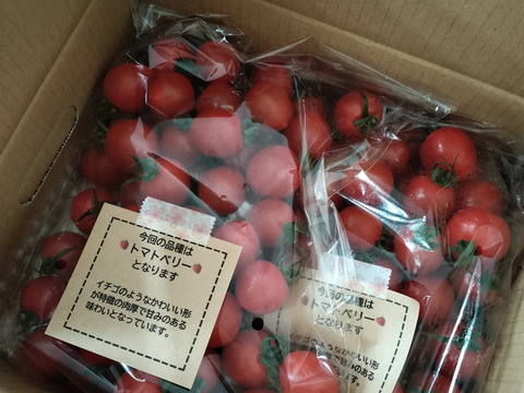 ハート型でかわいいミニトマト　完熟トマトベリー単品 1.5kg【千葉県旭市産】