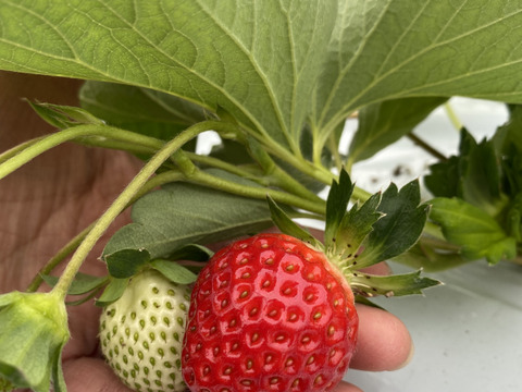 あま〜くてジューシー‼︎熊本県産いちごバラ詰め750g前後(ゆうべに)