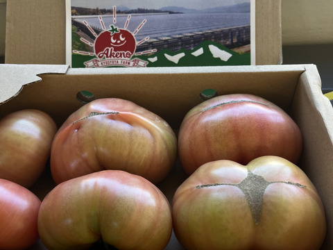 【訳有り品】キズあり不揃いトマト約1.8キロ