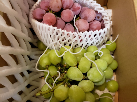 🍇【山梨県笛吹市産】シャインマスカット/クイーンニーナ 計約1.2kg🍇 食べ比べセット～爽やかな甘み vs 濃厚なコク、贅沢な食べ比べ～贈答　ギフト　家庭用にも