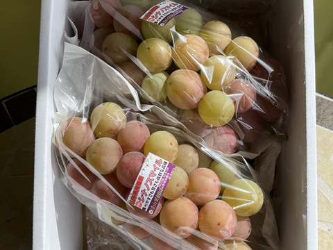 ご家庭用に★訳あり赤玉ぶどう・シナノスマイル2房～3房　約1.2キロ前後