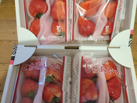 特大(2P) 500g以上【いちご・とちあいか】どでかいビックリサイズ厳選いちご★栃木県産いちご「とちあいか」(２パックx280g)●甘さがキラリ大粒いちご●お届け日指定可