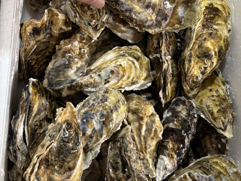 【水産庁補助事業 送料無料】🦪 生食用５ｋｇ（30~80粒） 殻付き 牡蠣 牡蛎 殻付き牡蛎 kaki カキ 松島牡蠣屋 生牡蠣にも、BBQに最適🔥 海産物 オイスターA