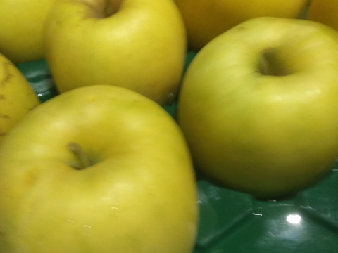 規格外　もりのかがやき5キロ