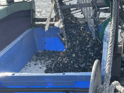 旨みがギュッとつまった！十三湖産大和しじみ冷凍1kg